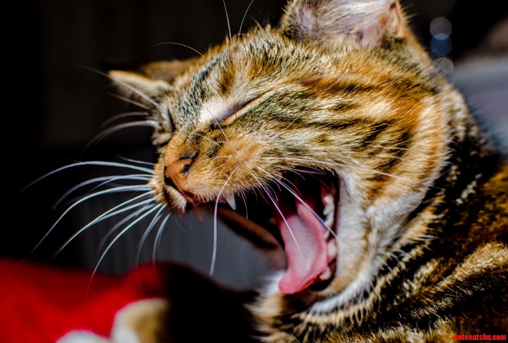 Roar