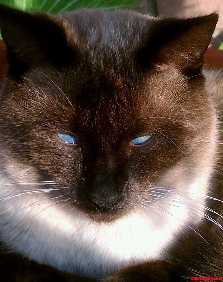 Ronin with Those Iridescent Eyes