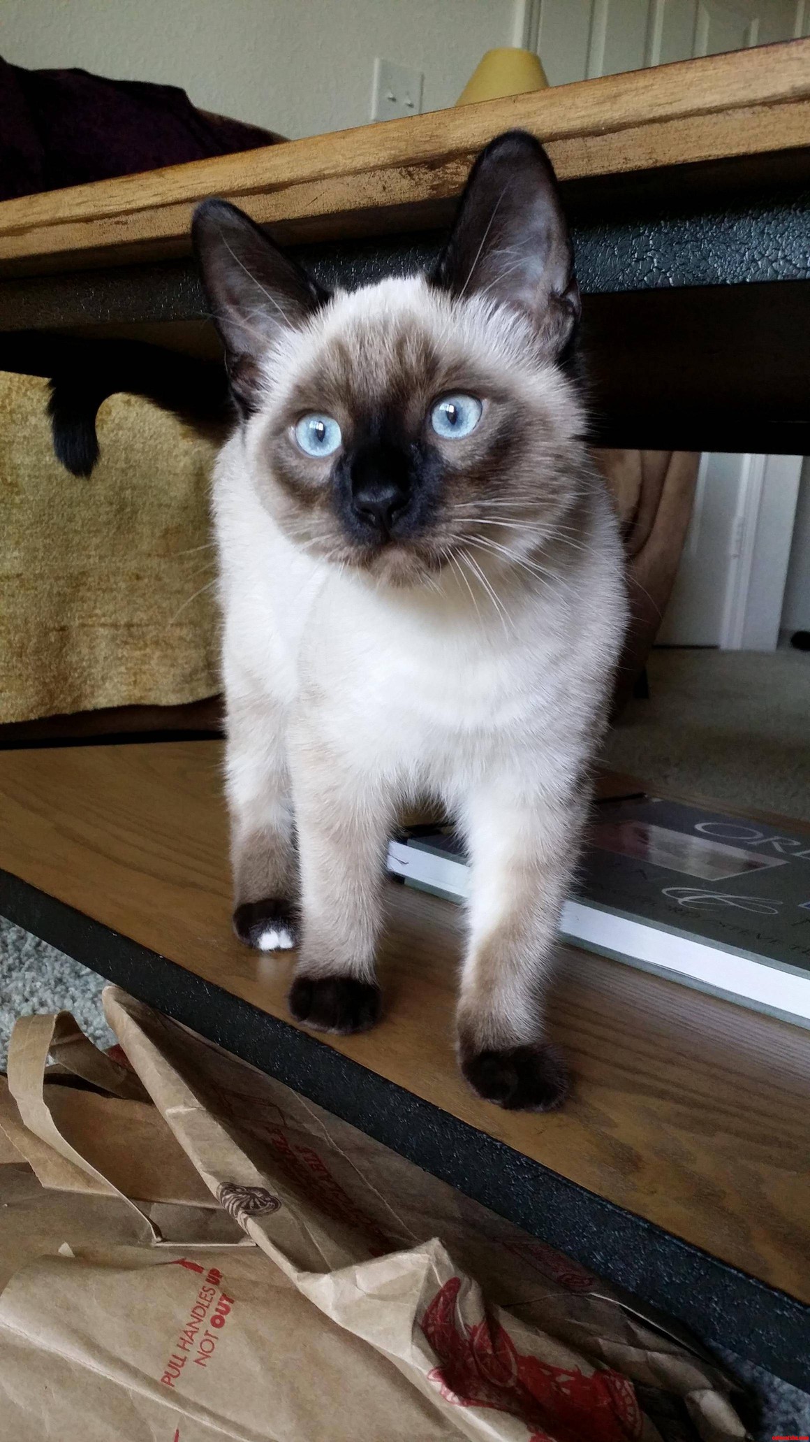 Rosko the Blue Eyed Wonder