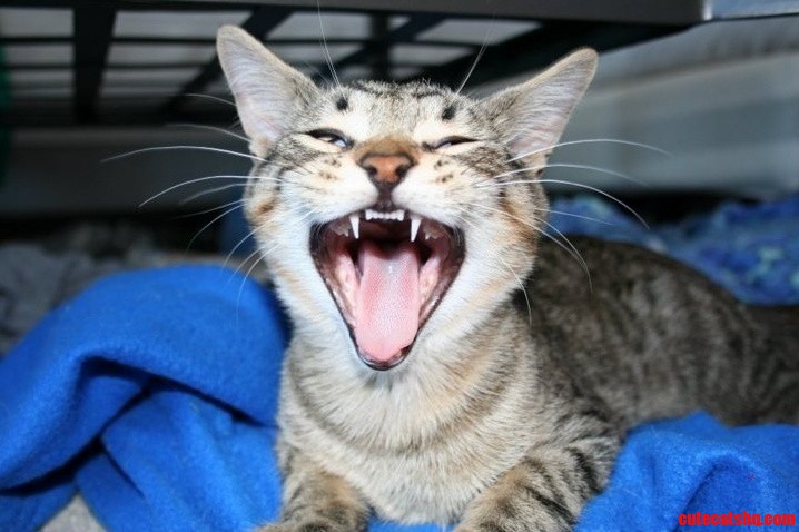 Rrrrawr