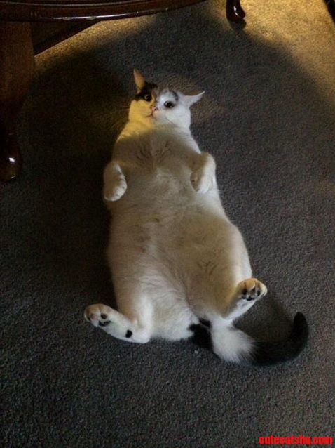 Rub My Belly See What Happens..