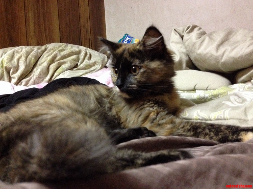 Ruby Our Latest Right Before She Attacked My Hand