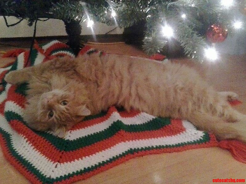 Rupert Loves His New Bed.