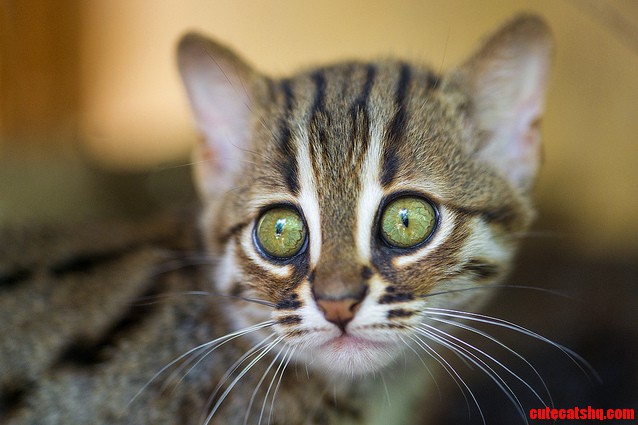 Rusty Spotted Kitten