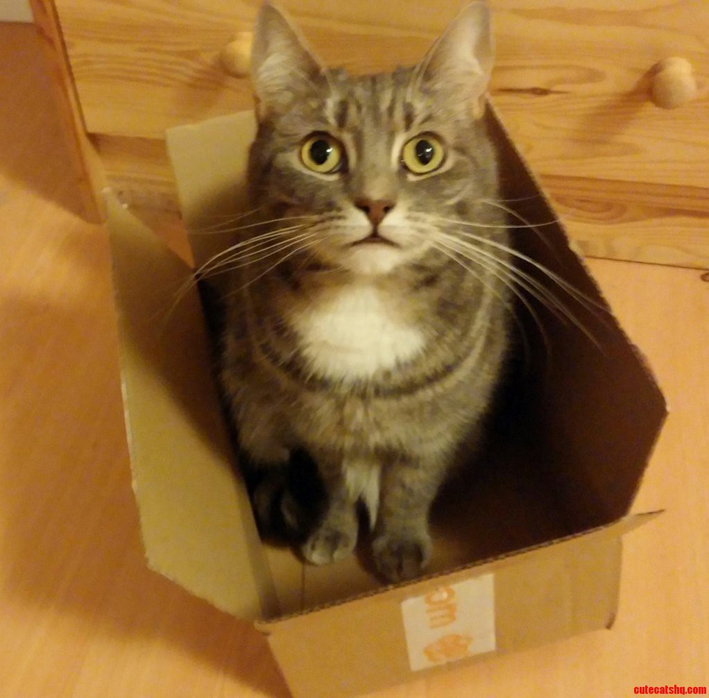 S Ze Doing What Cats Do.