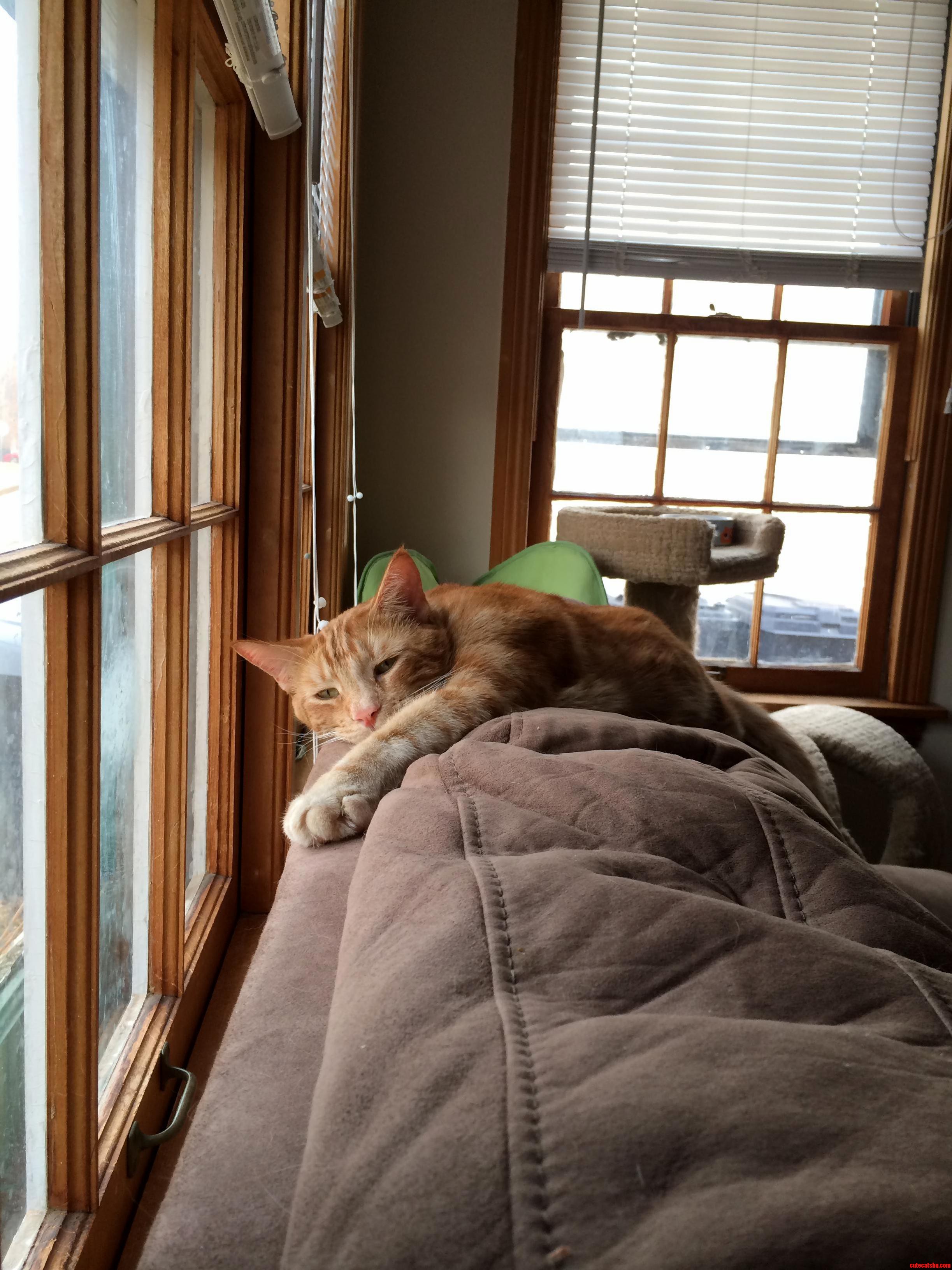 Sad Cat Diary... Johnnie Has a Rough Life