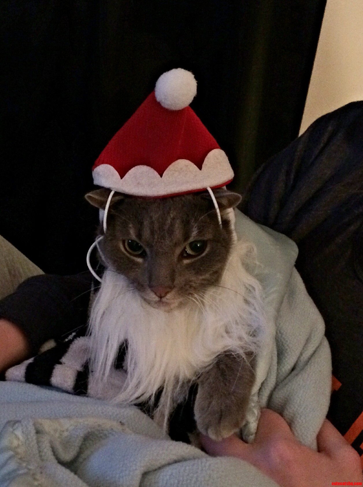 Santa Is Not Very Jolly... He Had to Be Wrapped Like a Burrito for My Safety.