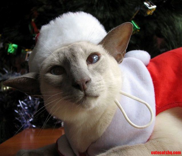Santa Paws Says Im on the Naughty List