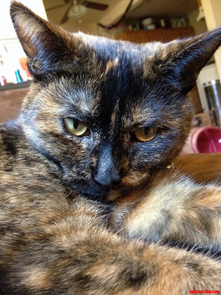 Sassiest Cat Ever