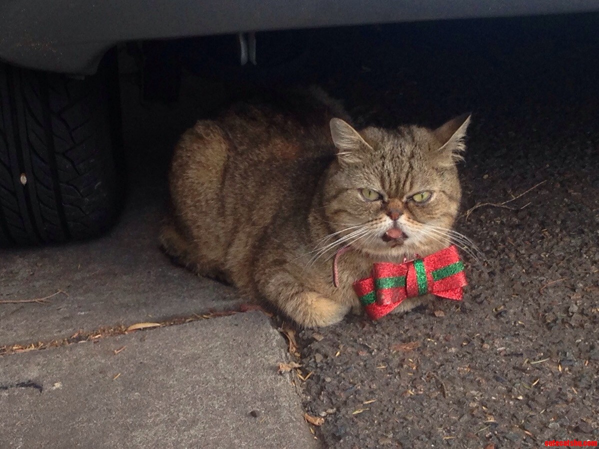 Saw This Cat on the Way to School. Merry Christmas