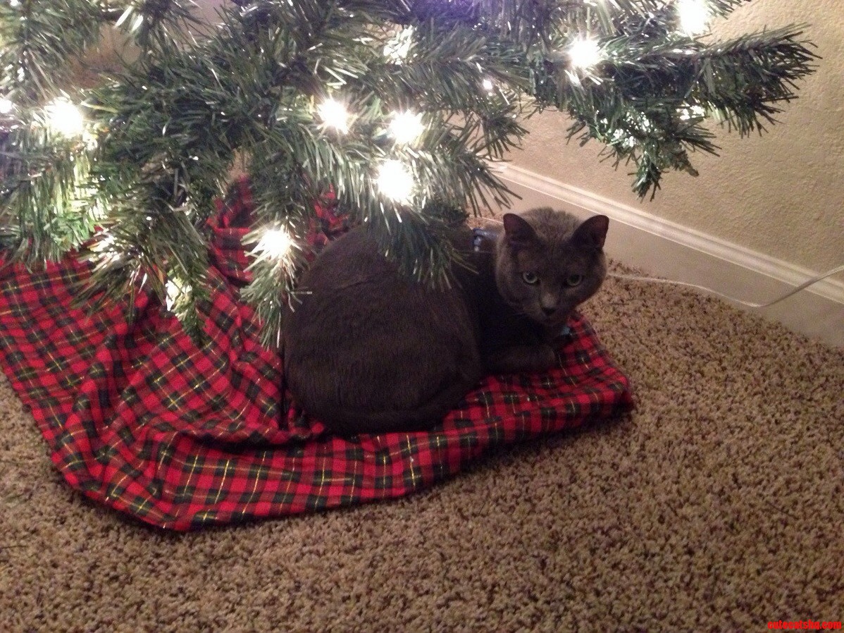 Seconds Later He Knocked the Damn Tree Over. This Is His Plotting Face. Also Known As Everyday Face.