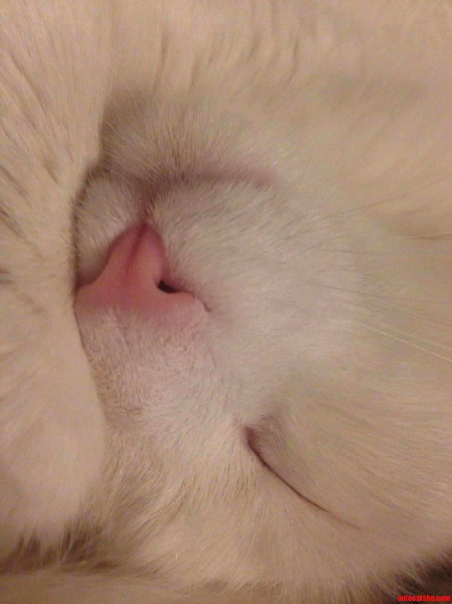 Seeing This Really Wants Me to Sleep Upside Down Too. It Looks So Comfortable.