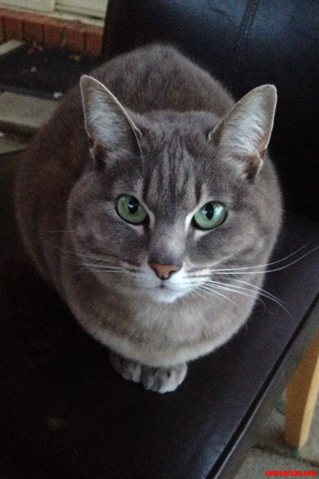 She Appeared on Our Doorstep One Day and Adopted Us 7 Years Later Shes As Gorgeous As the First Day We Met Her Meet Kit Kat