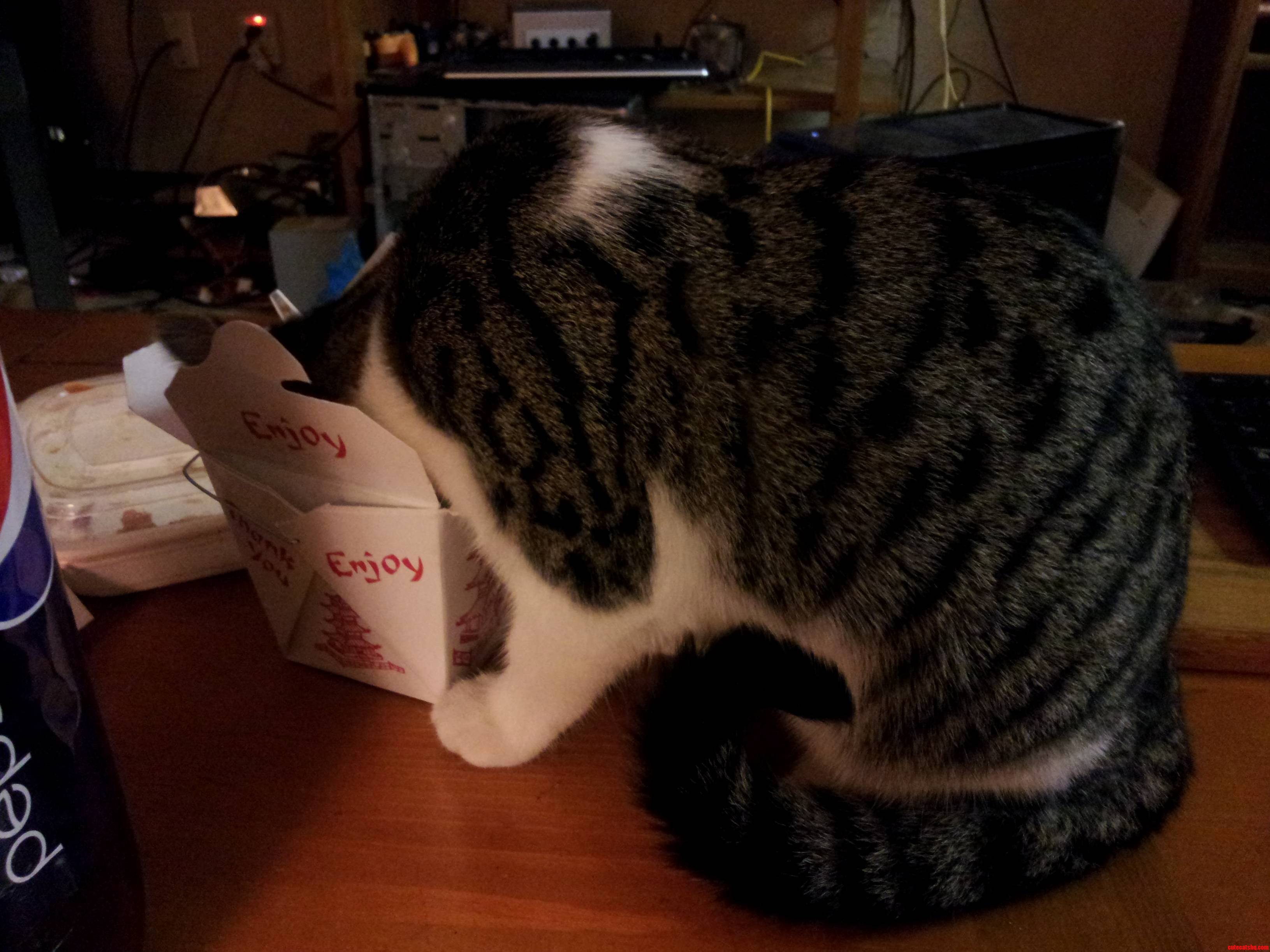 She Found the Box of Rice I Left Out. Shes Been Like This for a While.