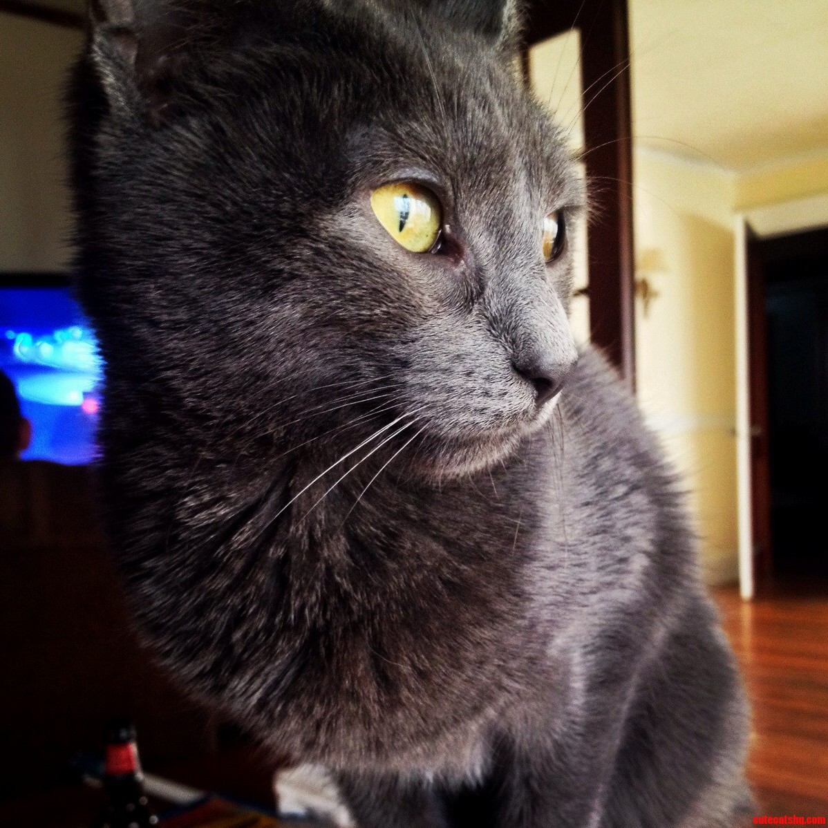 She Insists on Sitting on My Lap at All Times.