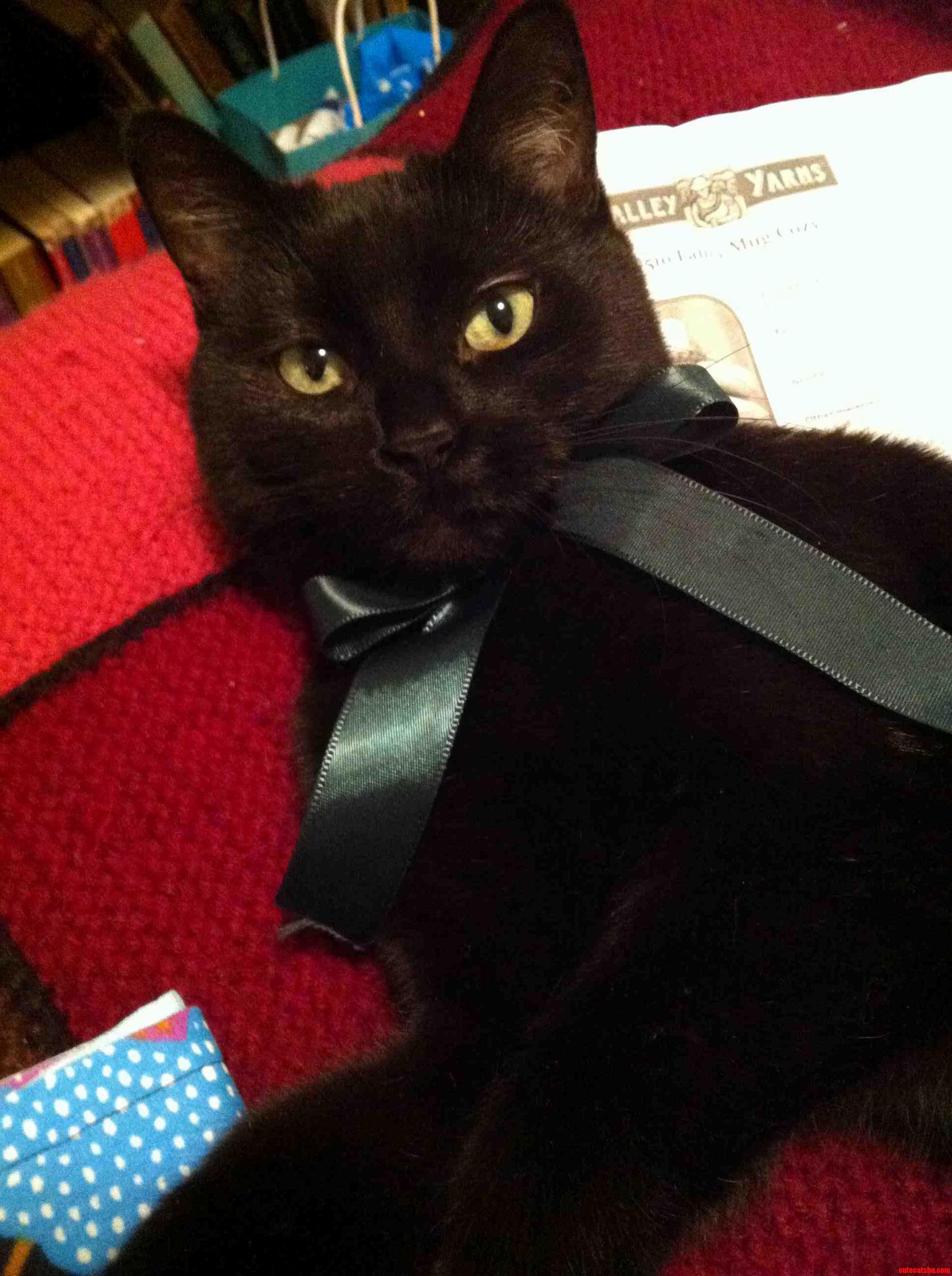 She Is All Dressed Up for Christmas