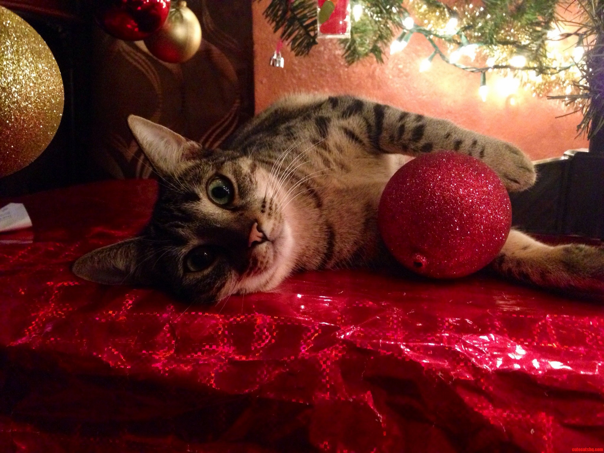 She Likes Laying Under the Tree