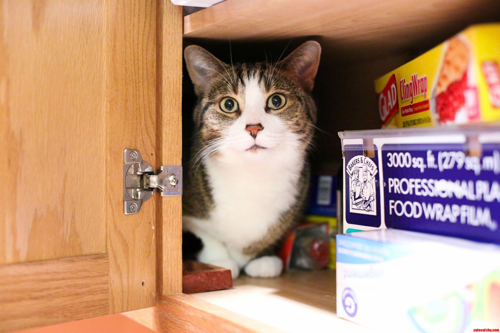 She Likes to Squeeze Into Cabinets. Doesnt Matter How Much Stuff Is in the Way.