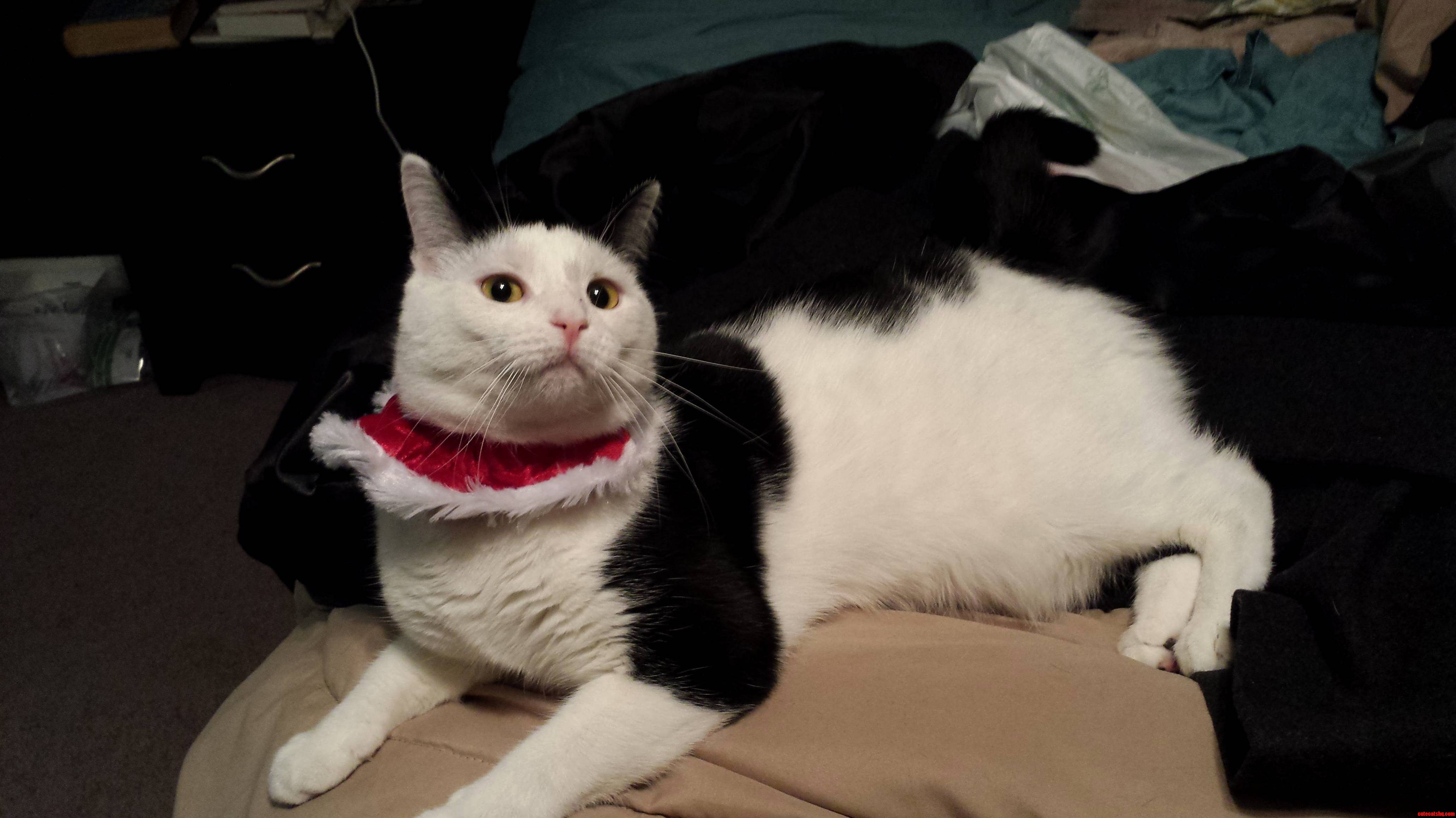 She Seems Uncertain About Her New Festive Collar.