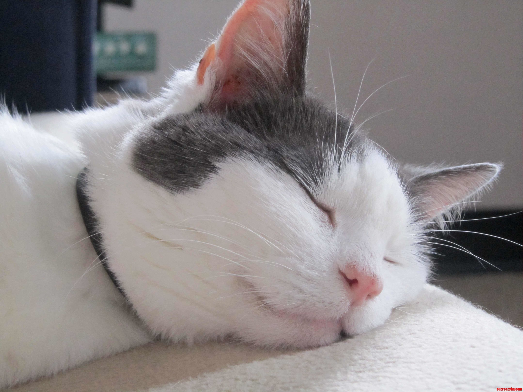 She Taking Her Job at the Sleeping Research Center Very Seriously.