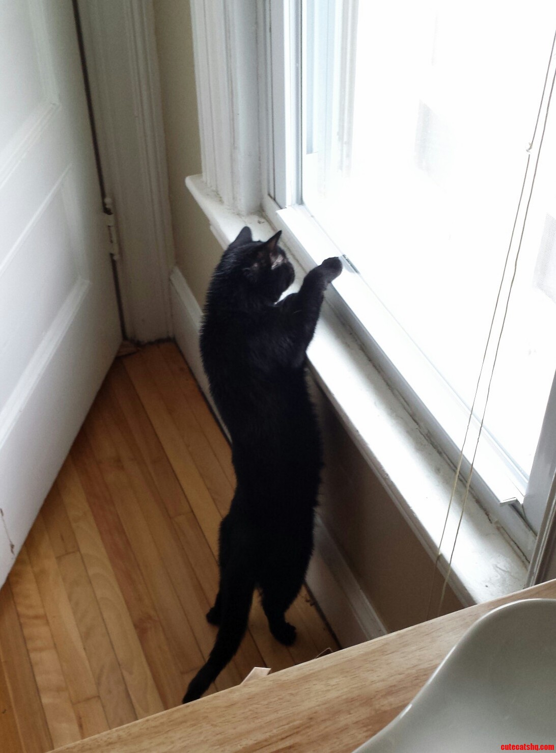 She Was Trying to Get the Snow on the Window