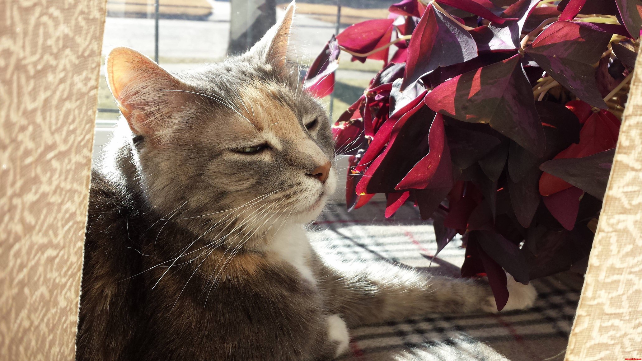 Shelby Basking the Day Away