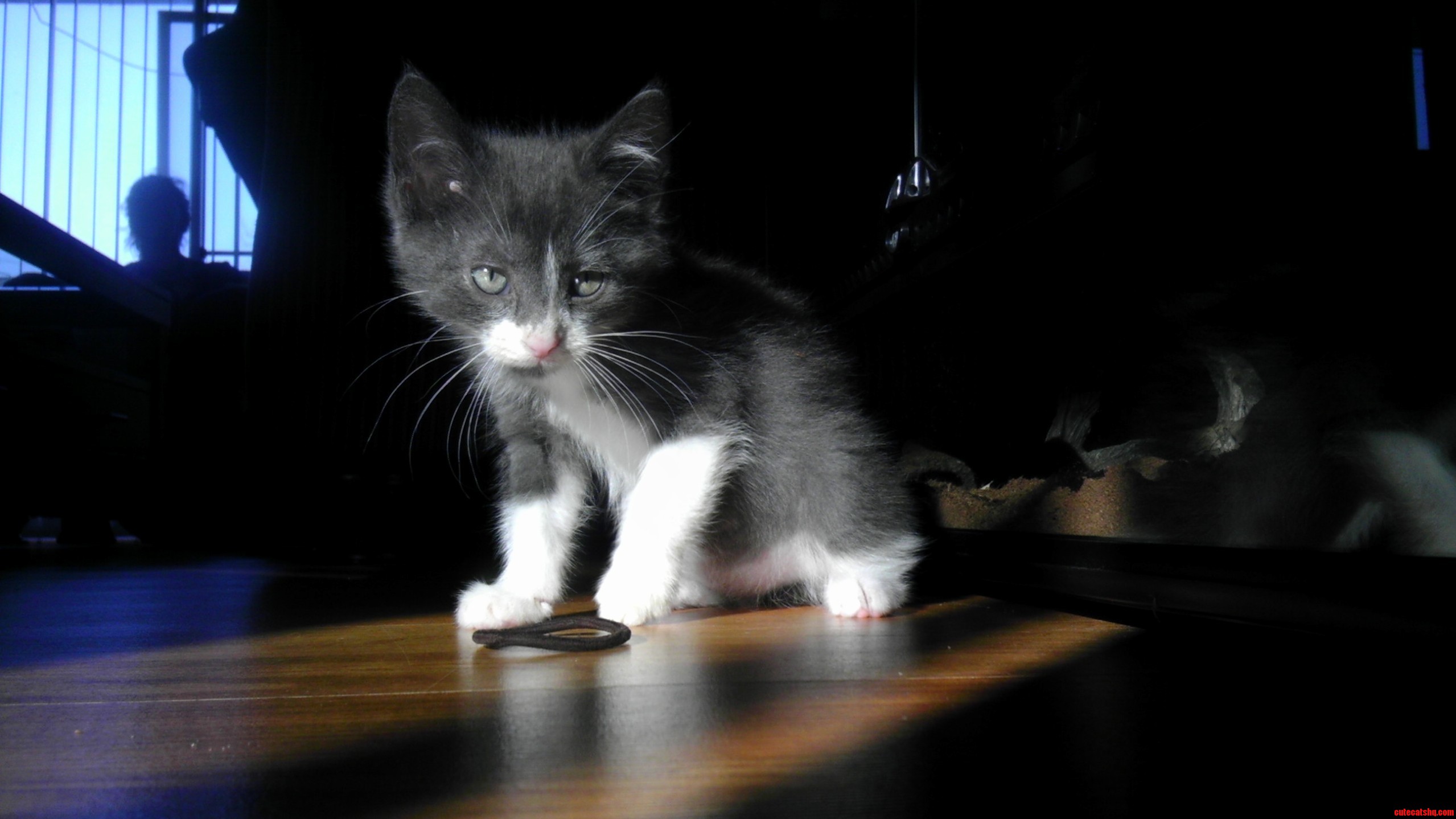 Sherlock After Killing His Favorite Prey the Elusive Hair Tie