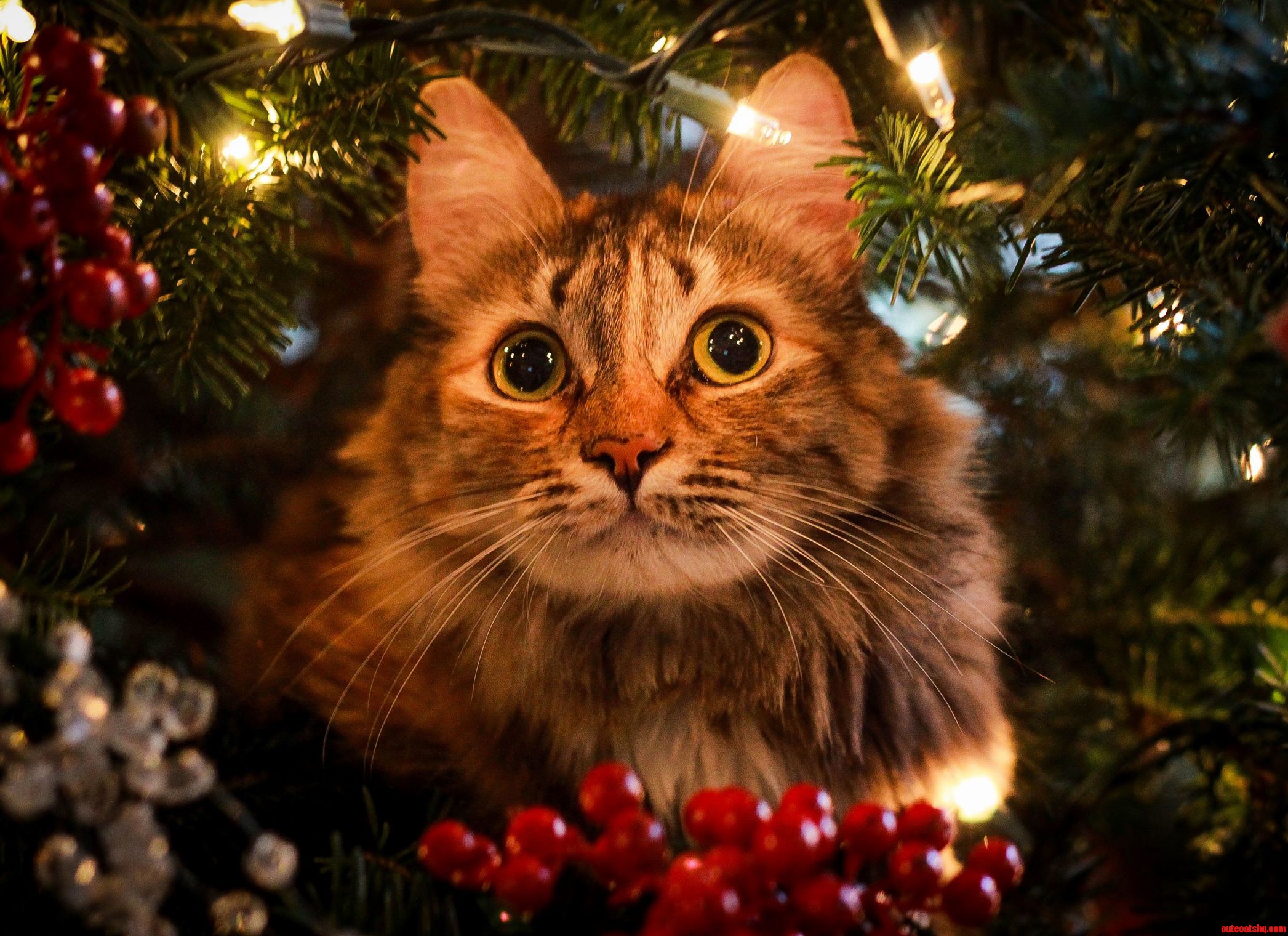 Shes a Tree Dweller