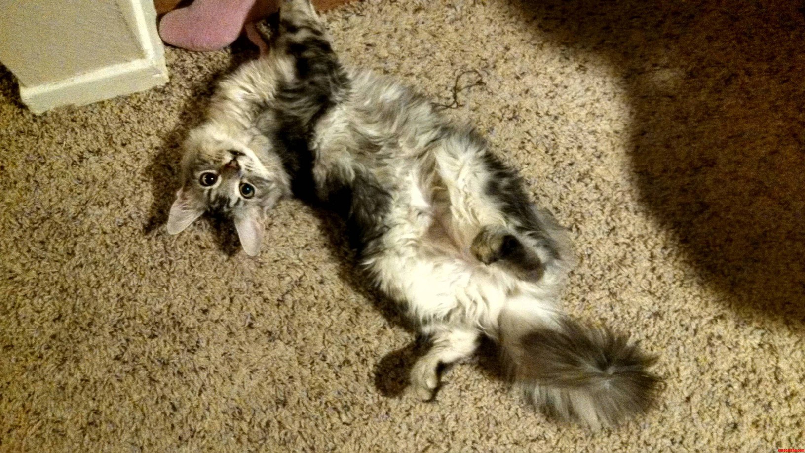 Shes Cross Eyed and Sometimes Poops on the Bath Mat but I Love Her.