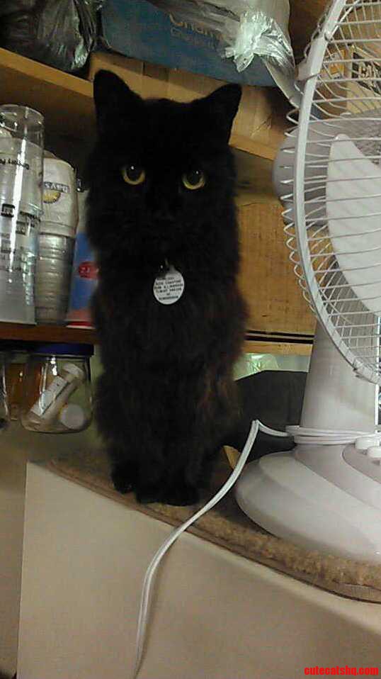Shes Great at Hiding