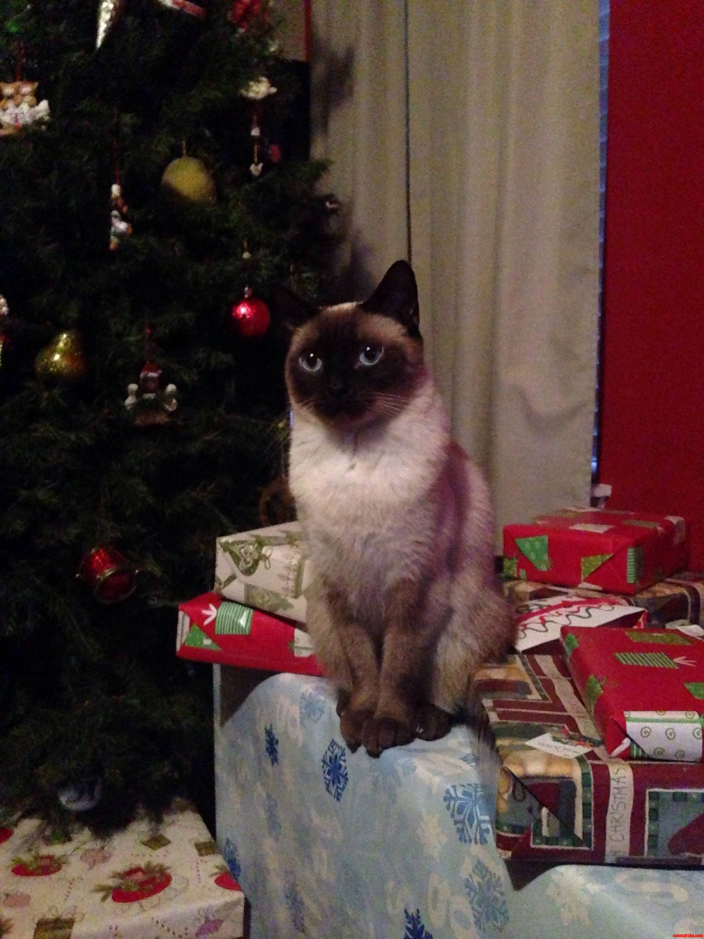 Shes Guarding the Presents.
