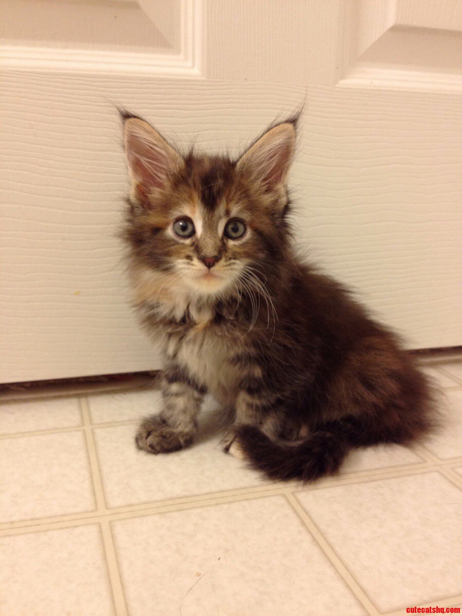 Shes So Fluffy Im Gonna Die X-post from Raww
