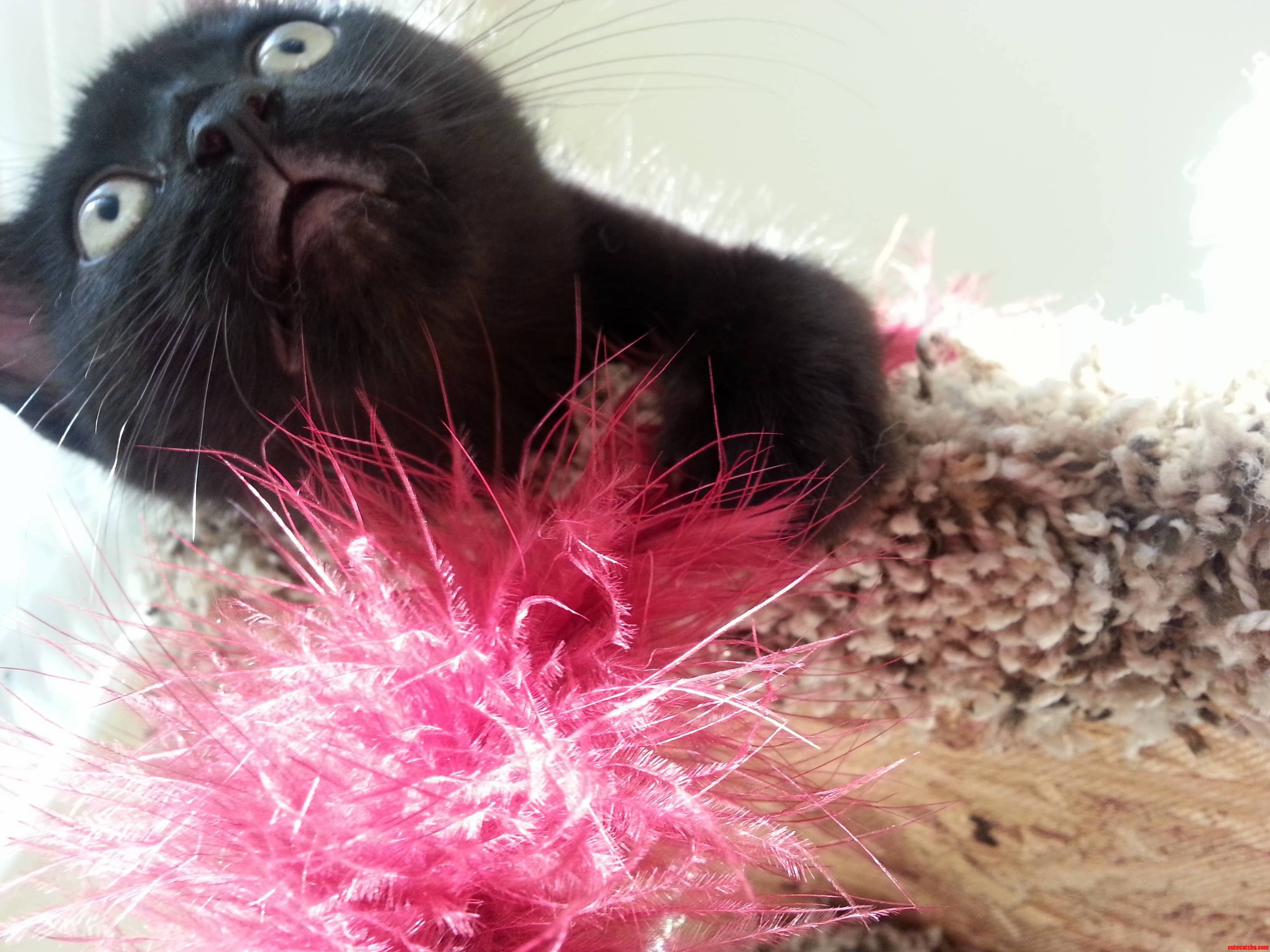 Showing Off Her Little Bald Kitten Mouth