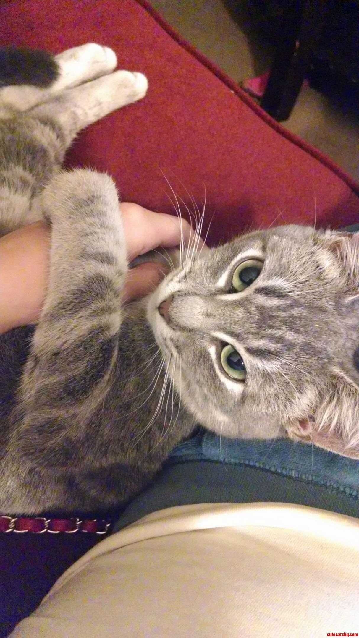 Silly Human. This Is My Hand Now.