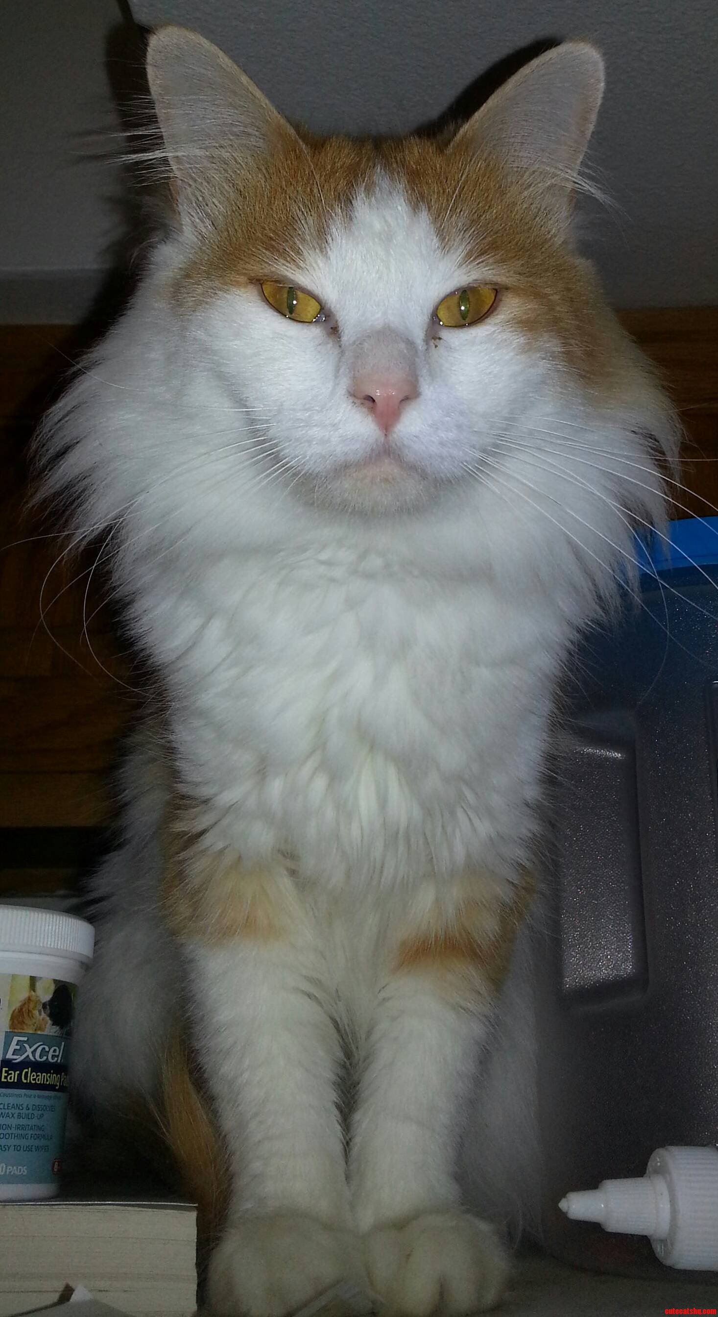 Sir Fluffybottom the Fur Is Not Amused.