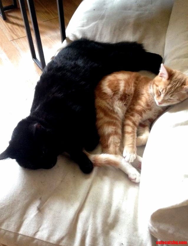 Sister and I Were Afraid Our Cats Wouldnt Get Along.