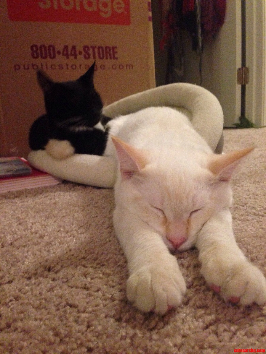 Sister Stole His Bed