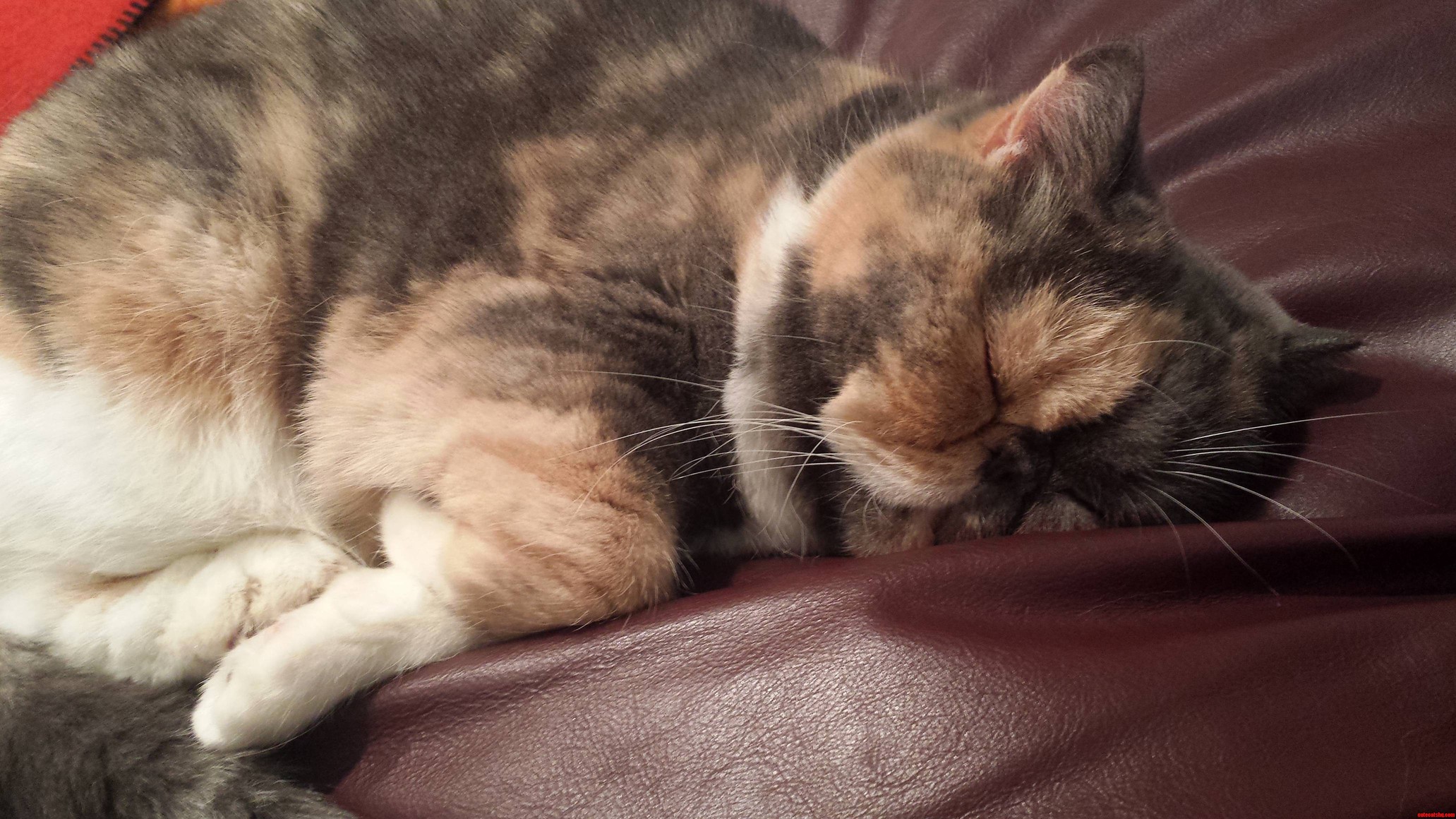 Sleeping Tiger Lily