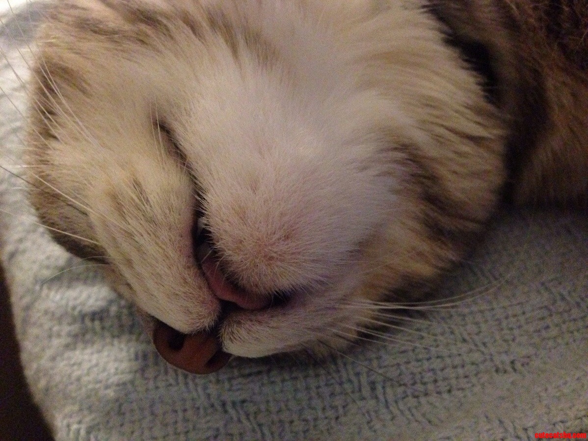 Sleepy Cat Is Sleepy.