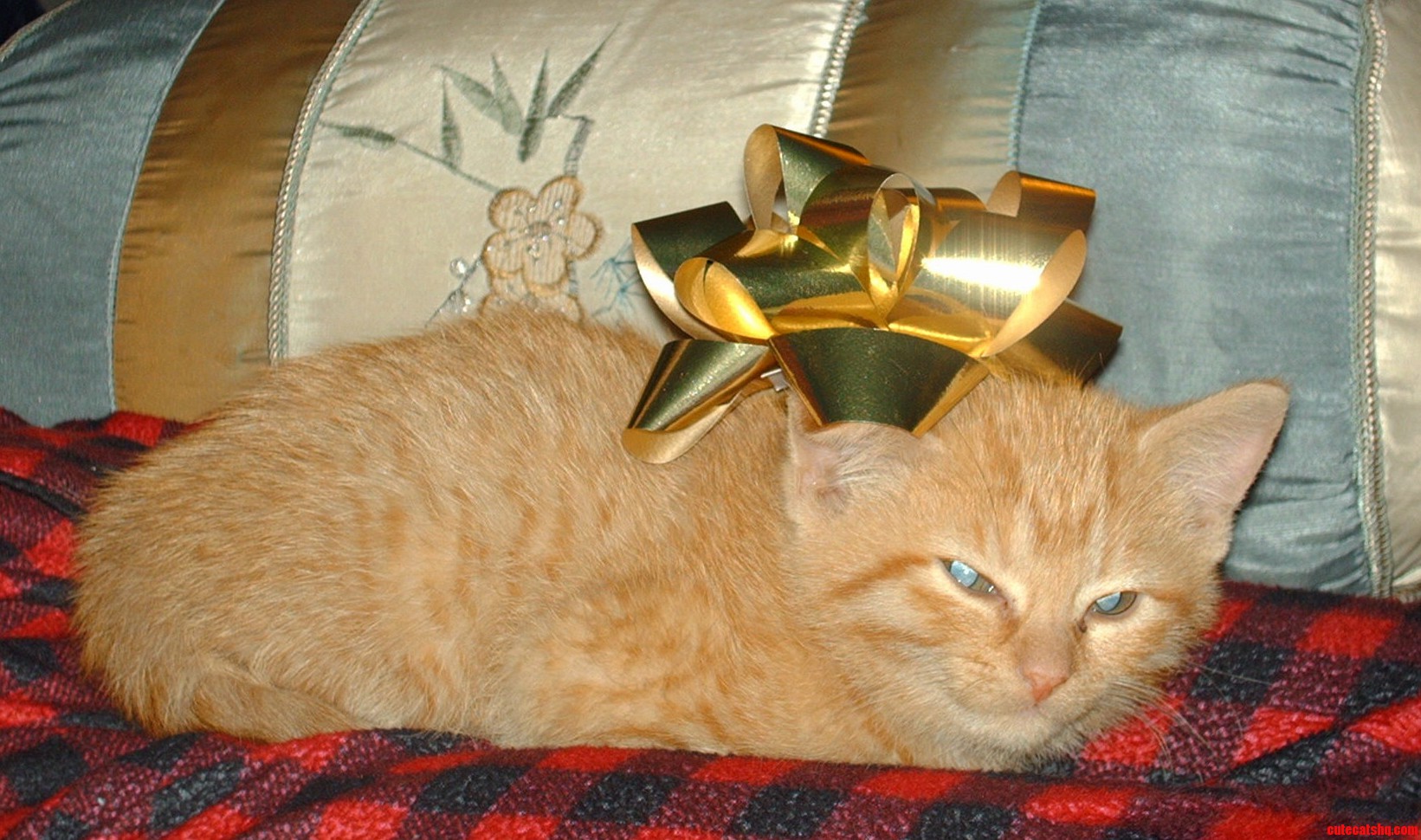 Smug Baby Peaches Wrapped Up in Bows