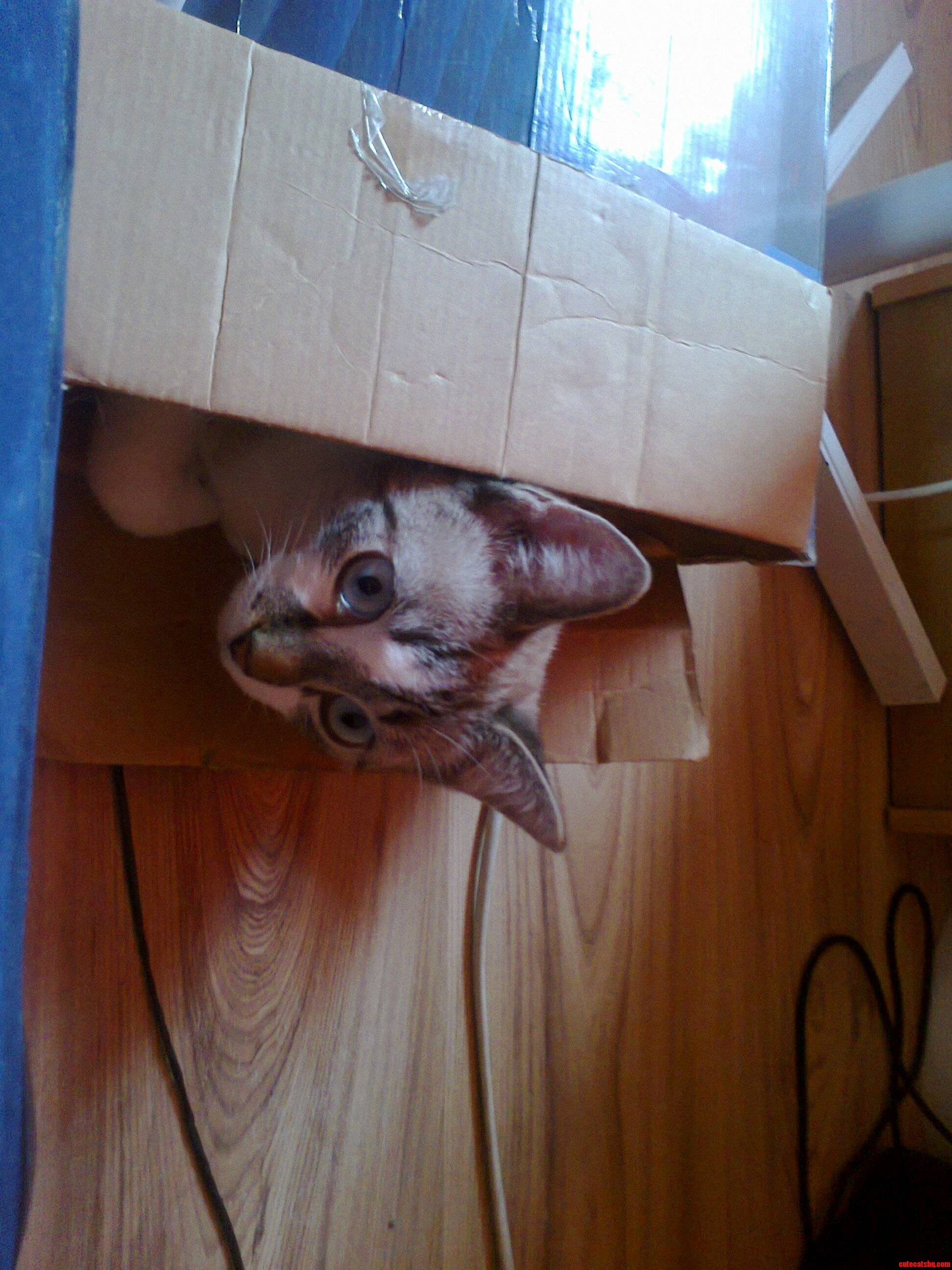 Snowstorm Loves Her Box.