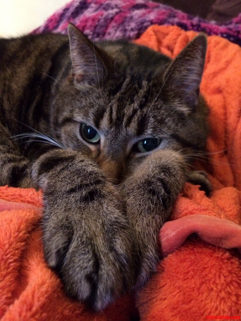 So Comfy