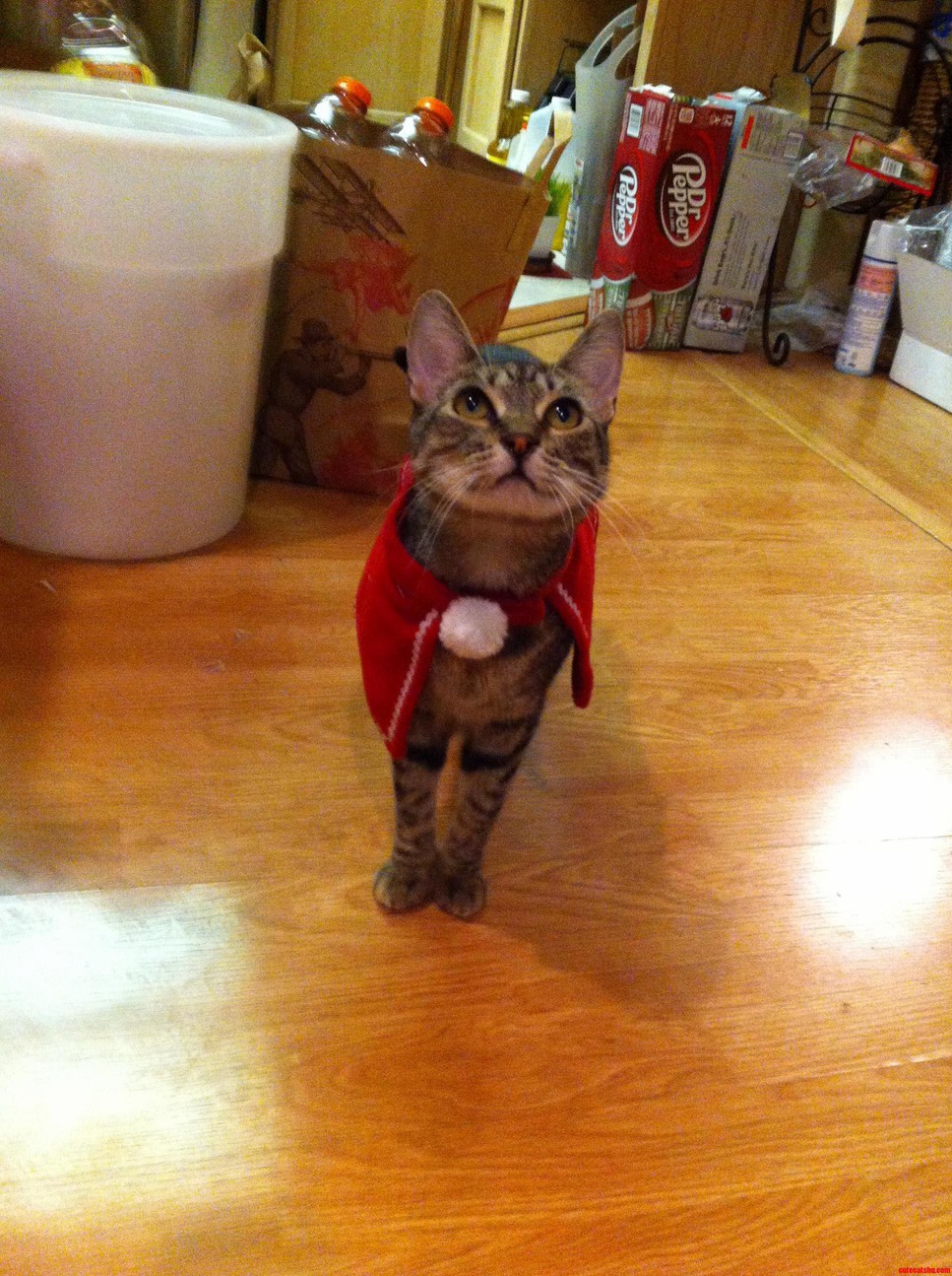 So I Came Home to This...