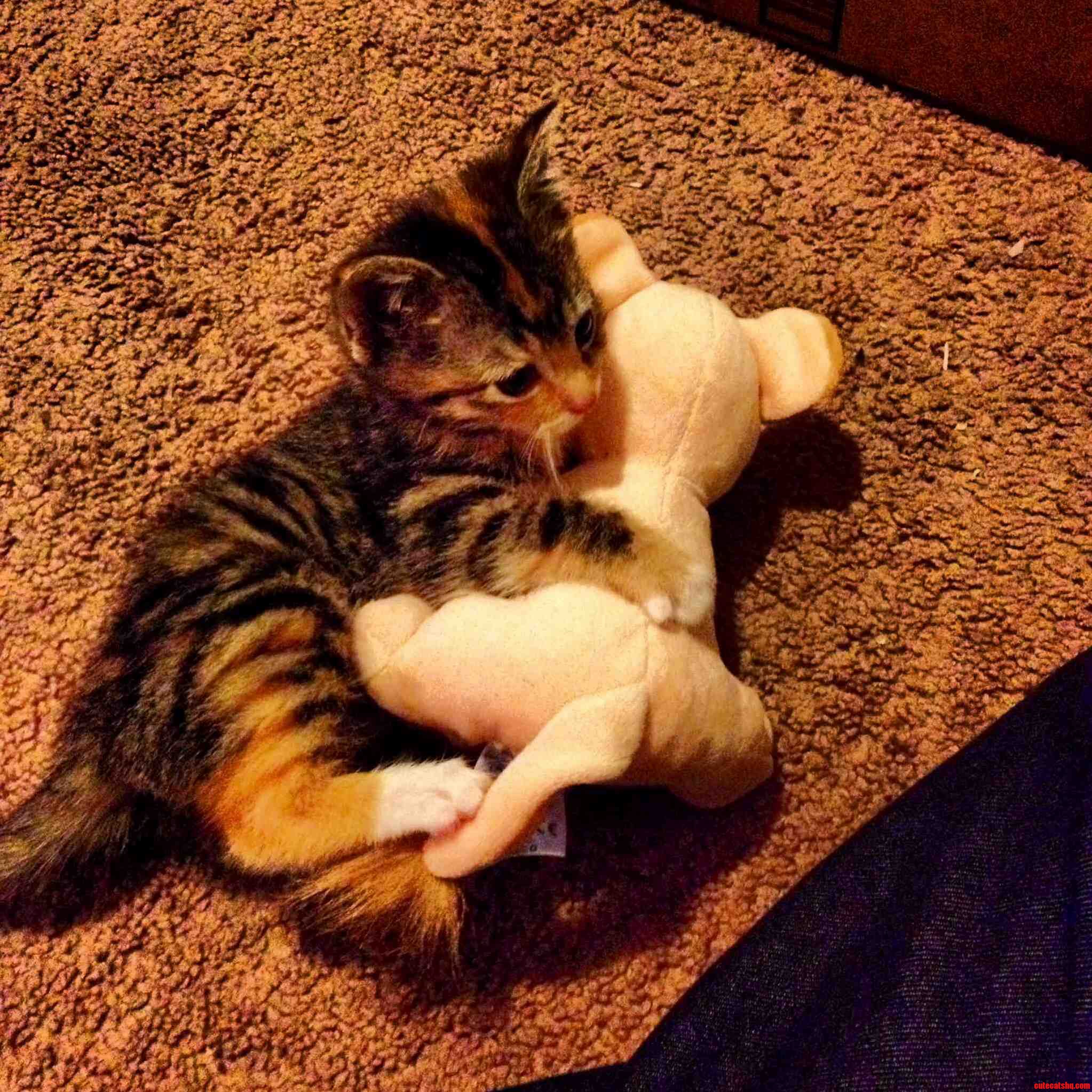 So I Got My Cat Nala a Stuffed Animal Nala and She Is Obsessed with It