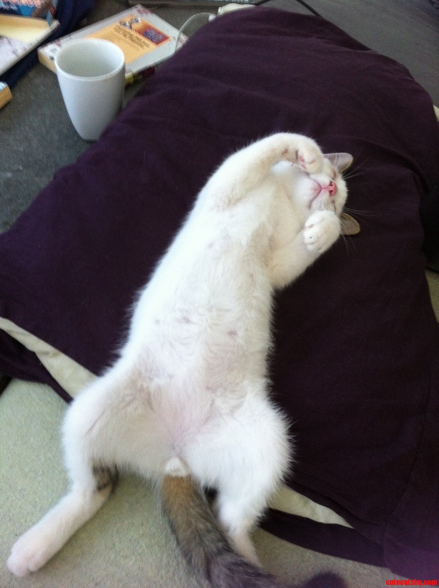 So My Boyfriends Cat Is the Cutest Thing Ever...