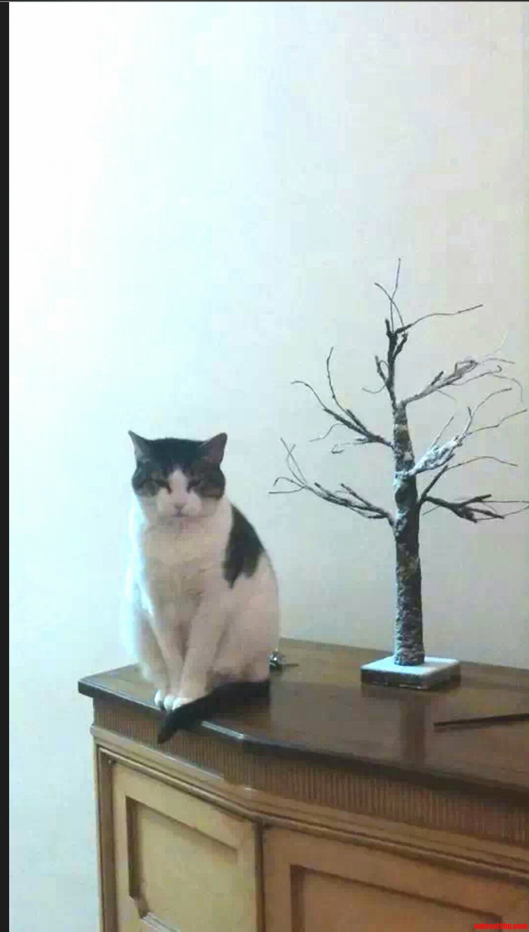 So My Cat Doesnt Like Christmas Decorations Well Just the Little Tree