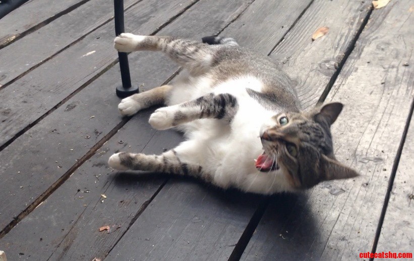 So My Cat Tried Catnip for the First Time Today...