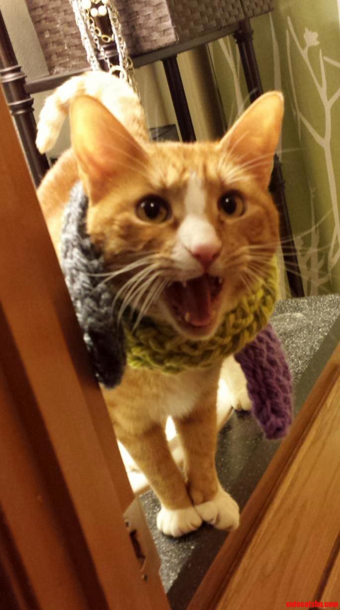 So My Mom Made My Cat a Scarf ID Say It Went Over Well