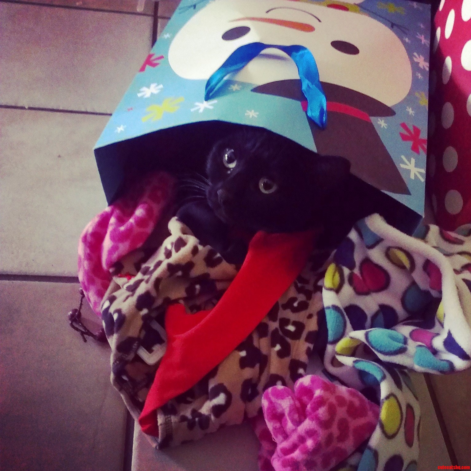 So Our Cat Disappeared for About 30min