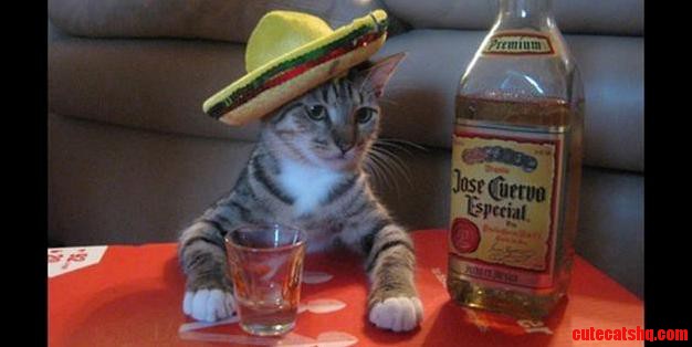 Sombrero Kitty
